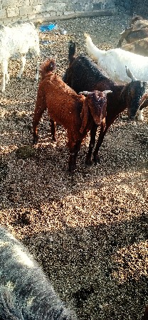 थंबनेल 3