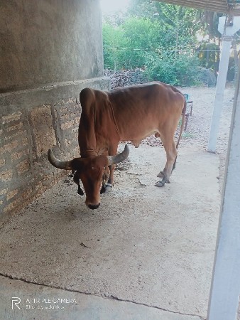 આનબંરપર ફોન કરવો. 6353241746