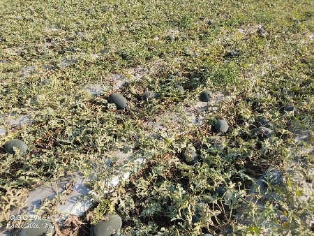 થંબનેલ 3