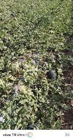 તરબૂચ ની કચરી વેશવાની છે