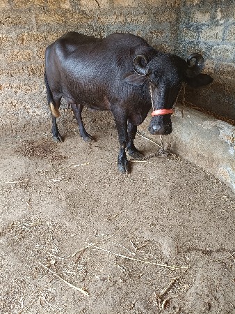 थंबनेल 3