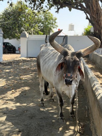 थंबनेल 3