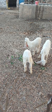 थंबनेल 2