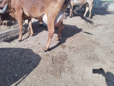 थंबनेल 3