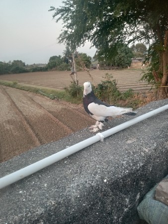 થંબનેલ 2