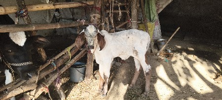 થંબનેલ 3