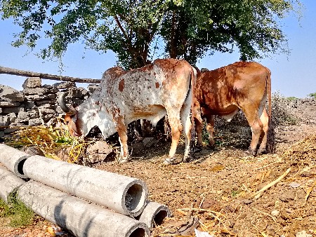 બળદ વેચવાના હે બધી જવાબદારી થી