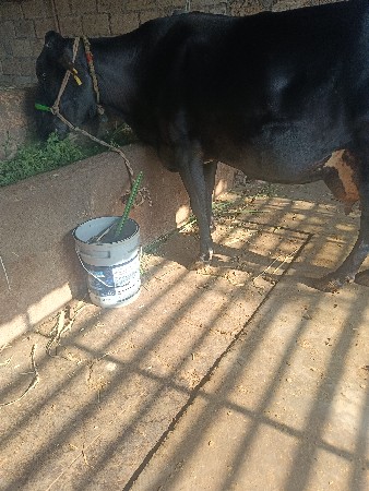 એસ એફ ગાય