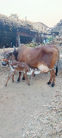 ગાય વેચવાની છે