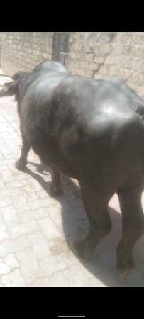 ખડાય વેચવાની છે બીજા વેતરી છે