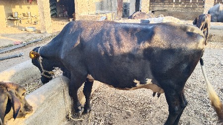 ગાય વેચવાની છે
