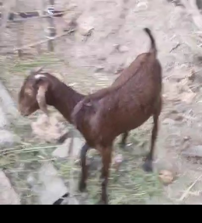 પૅલુ વૅતર બકરી પતીરી દૅશી