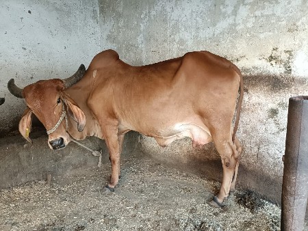 2 ગાય 2 વાછરડી વેચાણના છે.