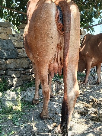 ગાયવેશવાનિછે