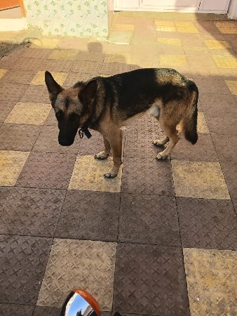 જર્મન શેફર્ડ કૂતરો