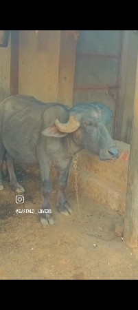 જાફરાબાદી પાડી ટોપલી વેસવાની સે