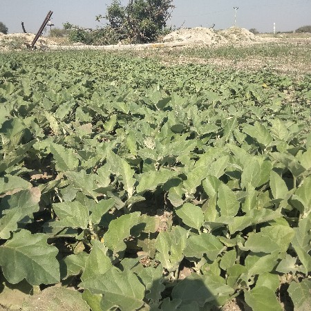 थंबनेल 2