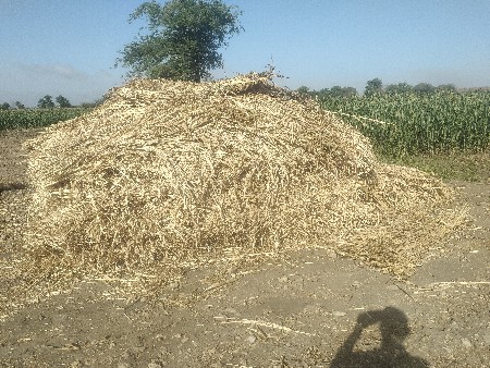 જુવાર ના પુરા