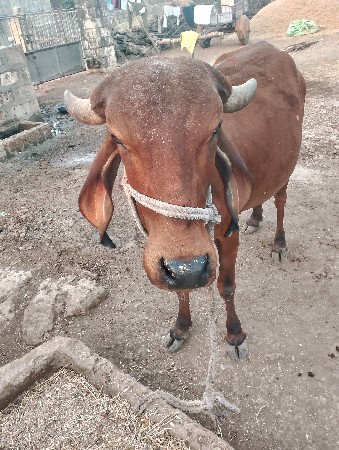 ગાય વેચવાની છે