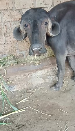 આ ભેંસ વેચવાની છે