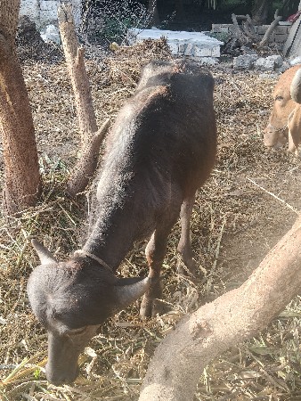 બે પાડા ને એક પાડી