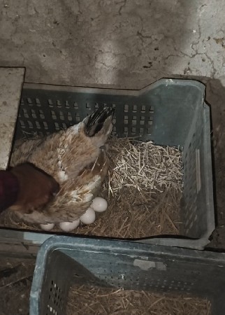 દેશી મુરઘી નાં બચા