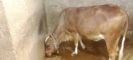 थंबनेल 2