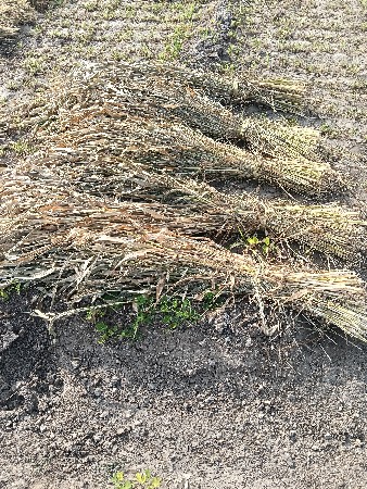 juvar ni sar veshvani se