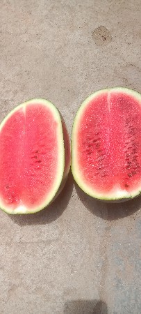 તરબૂચ વેચવાના છે