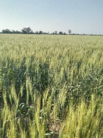 ખેતી માટે જમીન સાખે રાખવી