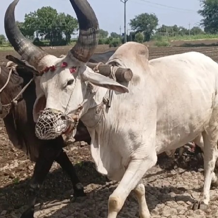 थंबनेल 3