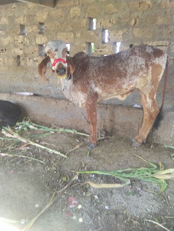 gir kabri vasdi vesvani che