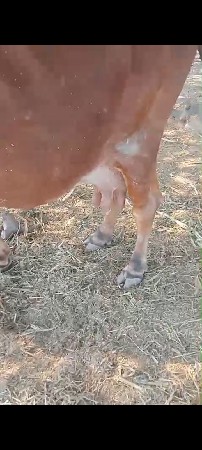 ગાય વેચવાની છે