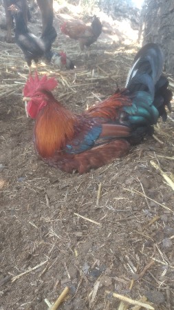 મુરઘા વેચવાના છે