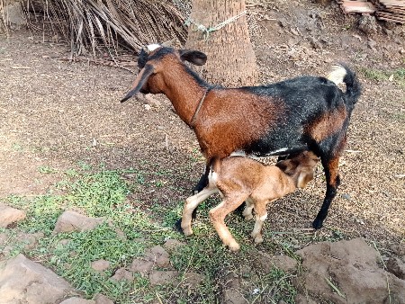 થંબનેલ 2