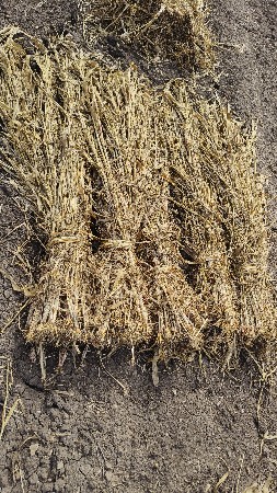 થંબનેલ 4