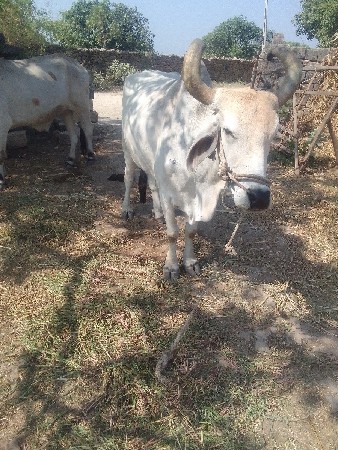 ચોથી ધર
