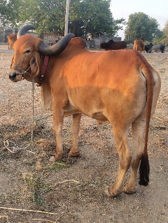 બળદ વેચવાના છે