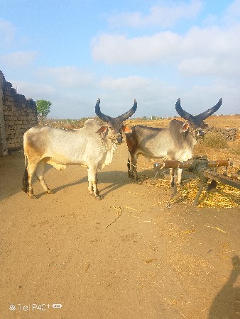 આ ગોડલા વેચવાના છે