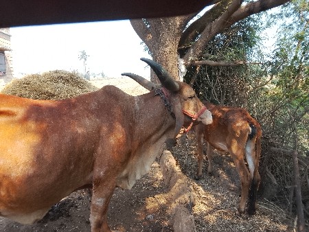 ગાય વેચવાની છે તાત્કાલિક