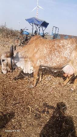 ગાય વેચવાનિ છે