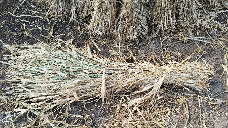 જુવાર ની નીરણ