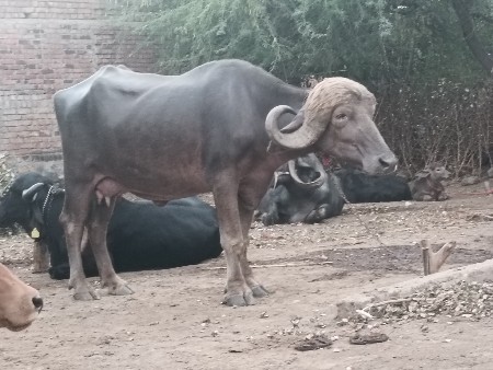 થંબનેલ 3