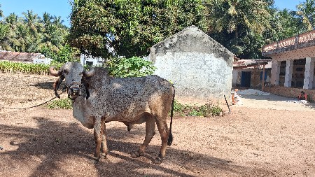 બળદ વેચવાનું છે