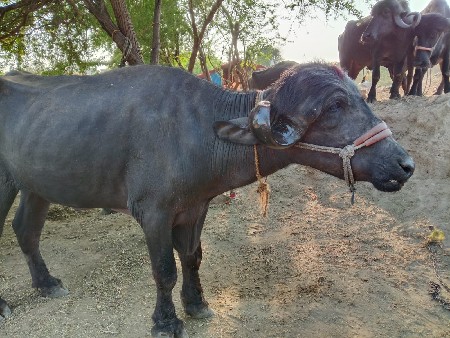 બેઆખડેલાવેચવાનાછે7ગાભછે6ગાભછે