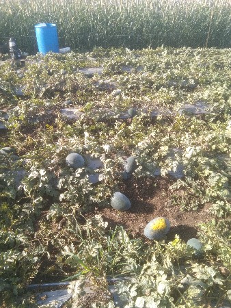 તરબુચ વેચવાના છે