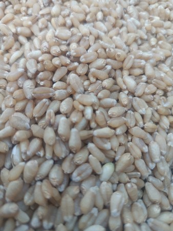 GW-513  ઘવ નું બિયારણ