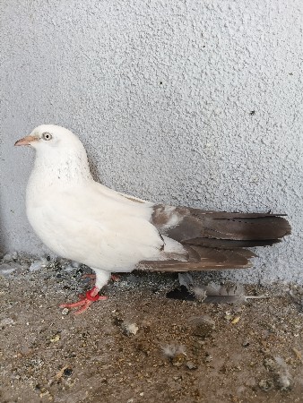 થંબનેલ 2