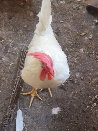 થંબનેલ 3