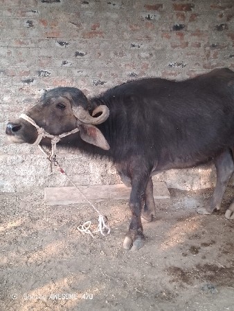 થંબનેલ 2